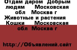 Отдам даром. Добрым людям!  - Московская обл., Москва г. Животные и растения » Кошки   . Московская обл.,Москва г.